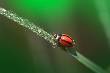 Fototapeta premium Lady Beetle na tle przyrody w Tajlandii i Azji Południowo-Wschodniej.
