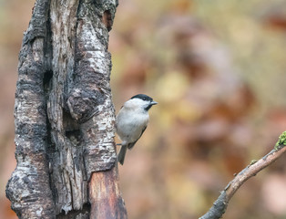 Marsh Tit in Woodland