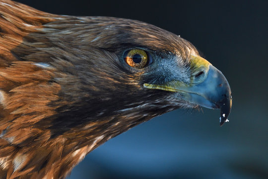 Portrait of a Golden Eagle