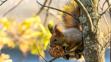 Red squirrel sits on the tree with a pine cone in autumn forest, Tomsk.