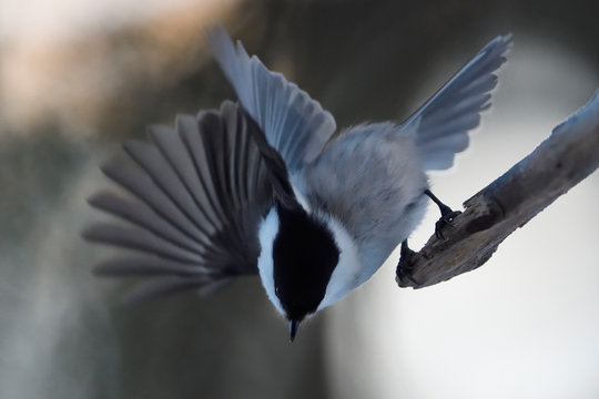 Willow tit take off from tree branch