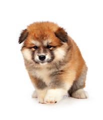 Fototapeta premium Akita Inu puppy dog on white background
