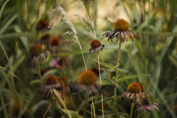 Dried pink echinacea flowers in the garden. Natural blurred background. Autumn flowers