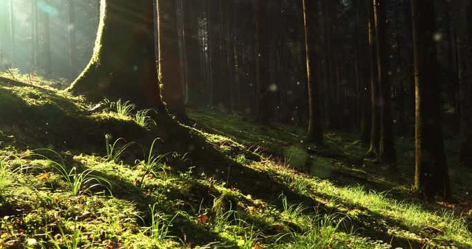 Magic fantasy fairytale mossy forest with fireflies.