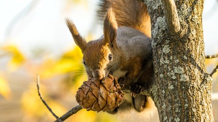 Red squirrel sits on the tree with a pine cone in autumn forest, Tomsk.