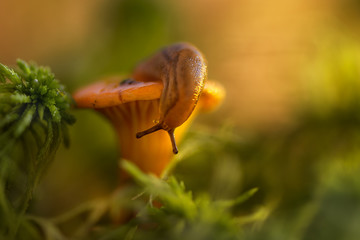 Snail sits on the top of mushroom and looks down