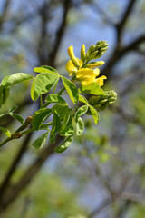 Dalmatian laburnum