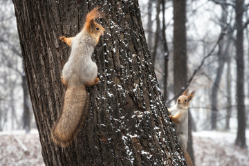 Two squirrels playing on the tree trunk in winter forest