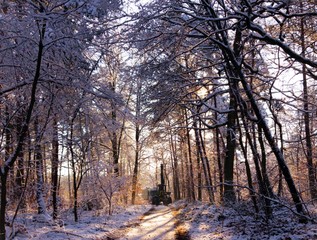 Foret d'hiver