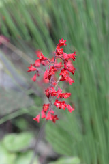 Ruby Bells