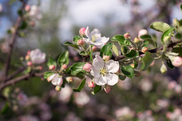 Obraz na płótnie Canvas Close up Apple tree in bloom in spring garden