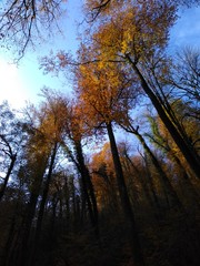 Fototapeta premium forest