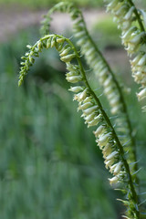 Straw foxglove