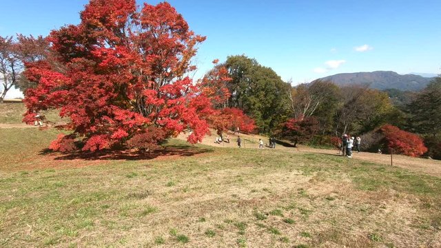 七色大カエデの紅葉（大峰高原）