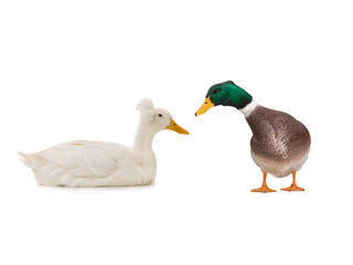  two duck isolated