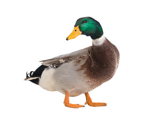 male brown duck isolated
