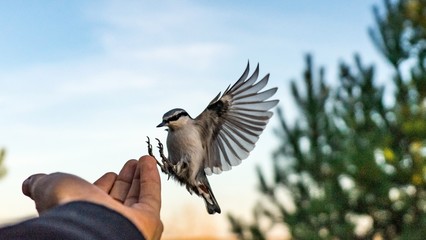 Flying Tomtit with open wings, Tomsk