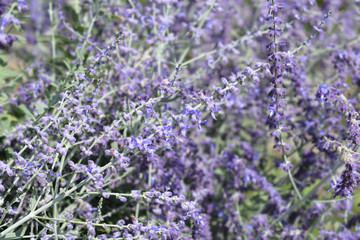 Russian sage