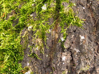 Bark and moss