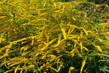 Canadian goldenrod