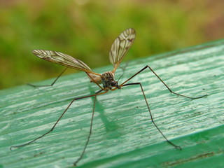 Familiar insect
