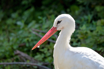 Cigogne