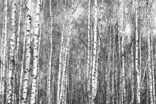 Black and white photo of black and white birches in birch grove with birch bark between other birches in winter on snow