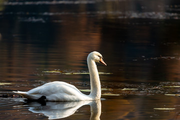 Cigno Reale