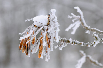 Seeds of european ash covered by ice and snow in winter.