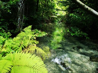 Fototapeta premium ferns in the forest