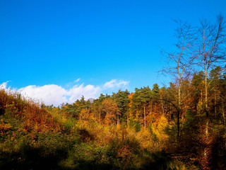 Fototapeta premium Autumnal trees on blue sky background.