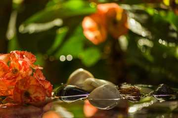 still life freshness concept with water and water drops, flowers and pebble stones in water with reflections and out-of-focus background colorful and tranquility photo  