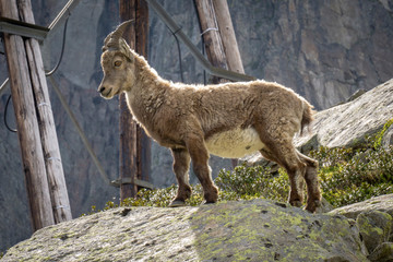 Ibex in the area of Le Brevent massif. Alps.