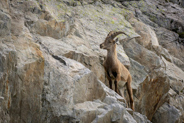 Ibex on the rocks. Area of the top of Le Brevent. Alps.