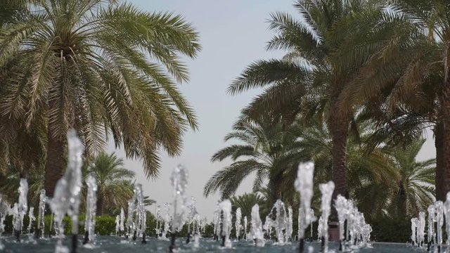 Water Fountain with Palm Trees