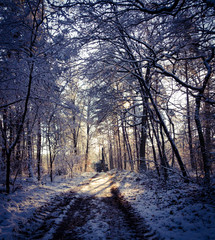 Foret d'hiver