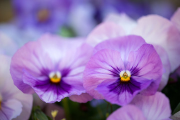 Fototapeta na wymiar close up of purple pansy flower growing in the spring garden - selective focus