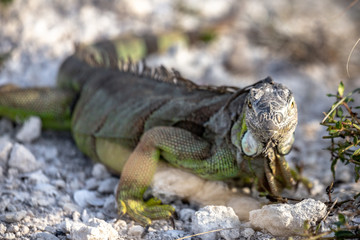 Leguan Nahaufnahme