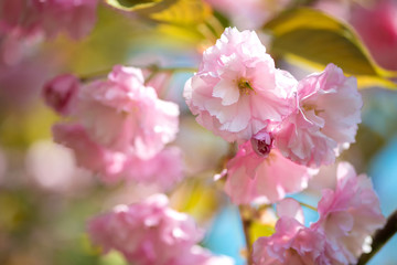 Beautiful cherry blossom , pink sakura flower on nature background - selective focus