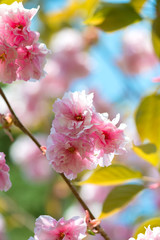 Fototapeta na wymiar Beautiful cherry blossom , pink sakura flower on nature background - selective focus, vertical orientation