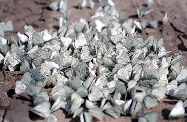 Many white butterflies of the same species are sitting on brown earth.