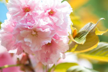 Beautiful cherry blossom , pink sakura flower on nature background - selective focus