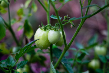 Fototapeta premium Organic green tomatoes. Selective focus. Copy space.