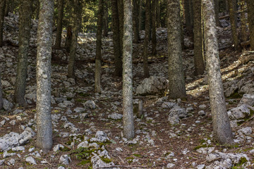 mountain forest nature landscape with many stones and rocks 