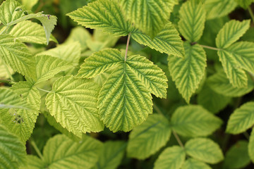 Fototapeta na wymiar Raspberry green foliage on a garden site