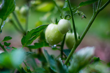 Organic green tomatoes. Selective focus. Copy space.