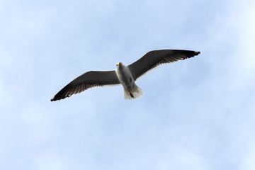 seagull in flight