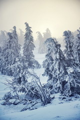 Obraz premium Trees branches bent under weight of snow and hoarfrost in beautiful snowy foggy winter landscape, Krkonose Mountains, Czech Republic, freezing weather forecast concept