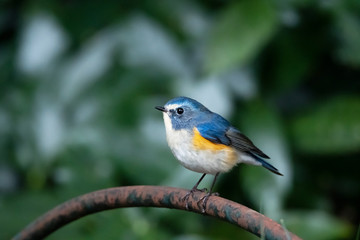 Red flanked blue tail perches on a rusted old iron fence in a park.