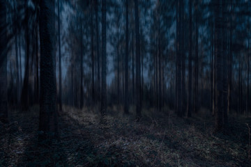 Der Dunkle Wald